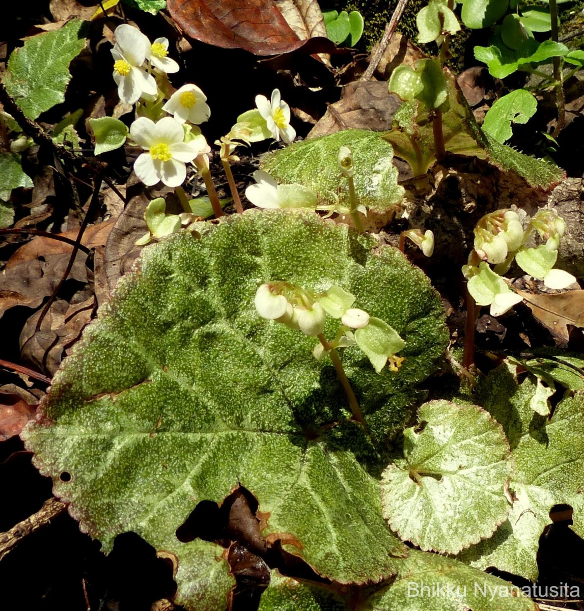 Begonia tenera Dryand.